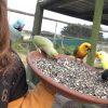 Images de profil de Flora - Blooming Pets - Petsitting et garde d'animaux à domicile