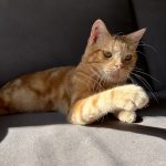 Billy Mon Chat  Européen Mâle stérilisé - Garde d'animaux à domicile