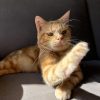 Images de profil de Florient - Blooming Pets - Petsitting et garde d'animaux à domicile