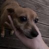 Images de profil de Florine - Blooming Pets - Petsitting et garde d'animaux à domicile