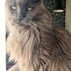 Images de profil de florine - Blooming Pets - Petsitting et garde d'animaux à domicile