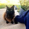 Images de profil de florine - Blooming Pets - Petsitting et garde d'animaux à domicile