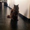 Images de profil de florine - Blooming Pets - Petsitting et garde d'animaux à domicile