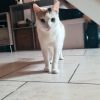 Images de profil de florine - Blooming Pets - Petsitting et garde d'animaux à domicile