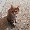 Images de profil de florine - Blooming Pets - Petsitting et garde d'animaux à domicile