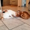 Images de profil de florine - Blooming Pets - Petsitting et garde d'animaux à domicile