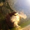 Images de profil de florine - Blooming Pets - Petsitting et garde d'animaux à domicile