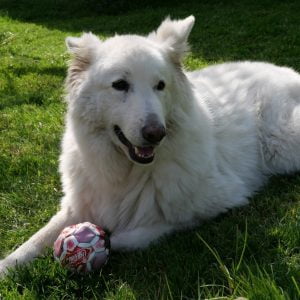 Frederique - Blooming Pets - Petsitting et garde d'animaux à domicile