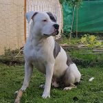 Kaido Mon Chien  Staffordshire Bull Terrier Mâle stérilisé - Garde d'animaux à domicile
