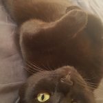 Bébé Mon Chat  Croisé Mâle stérilisé - Garde d'animaux à domicile