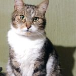 GANJA Mon Chat  Européen Mâle stérilisé - Garde d'animaux à domicile