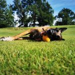 Jago Mon Chien  Berger Belge Malinois Femelle - Garde d'animaux à domicile