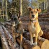 Images de profil de jean-gabriel - Blooming Pets - Petsitting et garde d'animaux à domicile