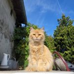 Nova Mon Chat  Croisé Femelle - Garde d'animaux à domicile