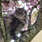 Lili Mon Chat  Croisé Femelle - Garde d'animaux à domicile