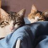 Images de profil de Gabrielle - Blooming Pets - Petsitting et garde d'animaux à domicile