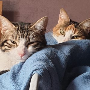 Images de profil de Gabrielle - Blooming Pets - Petsitting et garde d'animaux à domicile