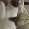 Images de profil de Gaelle - Blooming Pets - Petsitting et garde d'animaux à domicile