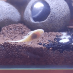 1 Poissons - 20 Litres Mon Aquarium d’eau douce    - Garde d'animaux à domicile