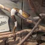 Tartine Mon Serpent  Python Royal (Python Regius) Femelle - Garde d'animaux à domicile