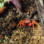 Crabes Mon Crustacé  Crabe vampire Geosesarma Cf. Rouxi Indéterminé - Garde d'animaux à domicile