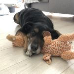 Cysko Cysko Mon Chien Beauceron Mâle stérilisé - Garde d'animaux à domicile