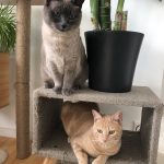 Juliette Juliette Mon Chat Croisé Femelle - Garde d'animaux à domicile