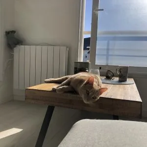 Pepito