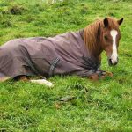 Hugo Hugo Mon Cheval Origine Non Constatée (ONC) Mâle stérilisé - Garde d'animaux à domicile