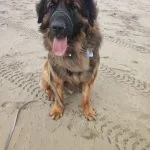 Eros Eros Mon Chien Leonberger MĂąle - Garde d'animaux Ă domicile
