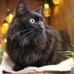 Yami Yami Mon Chat Européen Mùle stérilisé - Garde d'animaux à domicile
