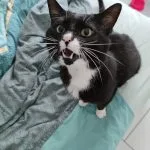 Oscar Oscar Mon Chat Européen Mùle stérilisé - Garde d'animaux à domicile