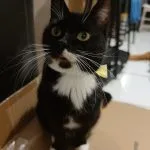 Muchette Muchette Mon Chat Européen Femelle stérilisée - Garde d'animaux à domicile