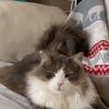 Images de profil de Tom - Blooming Pets - Petsitting et garde d'animaux à domicile
