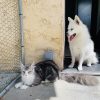 Images de profil de Jennifer - Blooming Pets - Petsitting et garde d'animaux à domicile