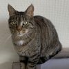 Images de profil de Jennifer - Blooming Pets - Petsitting et garde d'animaux à domicile
