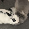 Images de profil de Jennifer - Blooming Pets - Petsitting et garde d'animaux à domicile
