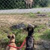 Images de profil de Jennifer - Blooming Pets - Petsitting et garde d'animaux à domicile