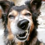 Poulette Mon Chien  Croisé Femelle - Garde d'animaux à domicile