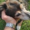 Images de profil de Guigui - Blooming Pets - Petsitting et garde d'animaux à domicile