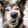 Images de profil de Guigui - Blooming Pets - Petsitting et garde d'animaux à domicile