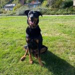 Peat Mon Chien  Beauceron Mâle - Garde d'animaux à domicile
