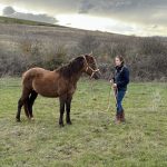 Miskimi d’estanion Mon Cheval  Camargue Femelle - Garde d'animaux à domicile