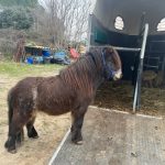 Livio Mon Poney  Shetland Hongre - Garde d'animaux à domicile