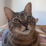 Lozen Mon Chat  Européen Mâle - Garde d'animaux à domicile