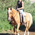 Asparo Mon Cheval  Quarter Horse Mâle stérilisé - Garde d'animaux à domicile