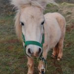 Alésia Mon Cheval  Shetland Femelle - Garde d'animaux à domicile