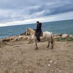 Gipsy Mon Cheval  Camargue Mâle stérilisé - Garde d'animaux à domicile