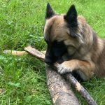 Image de profil de Hadda - Blooming Pets - Petsitting et garde d'animaux à domicile