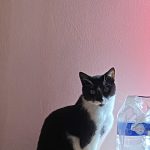 Nutella Mon Chat  British Longhair Mâle stérilisé - Garde d'animaux à domicile